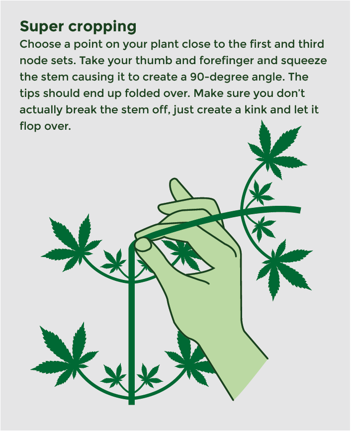 Super Cropping result