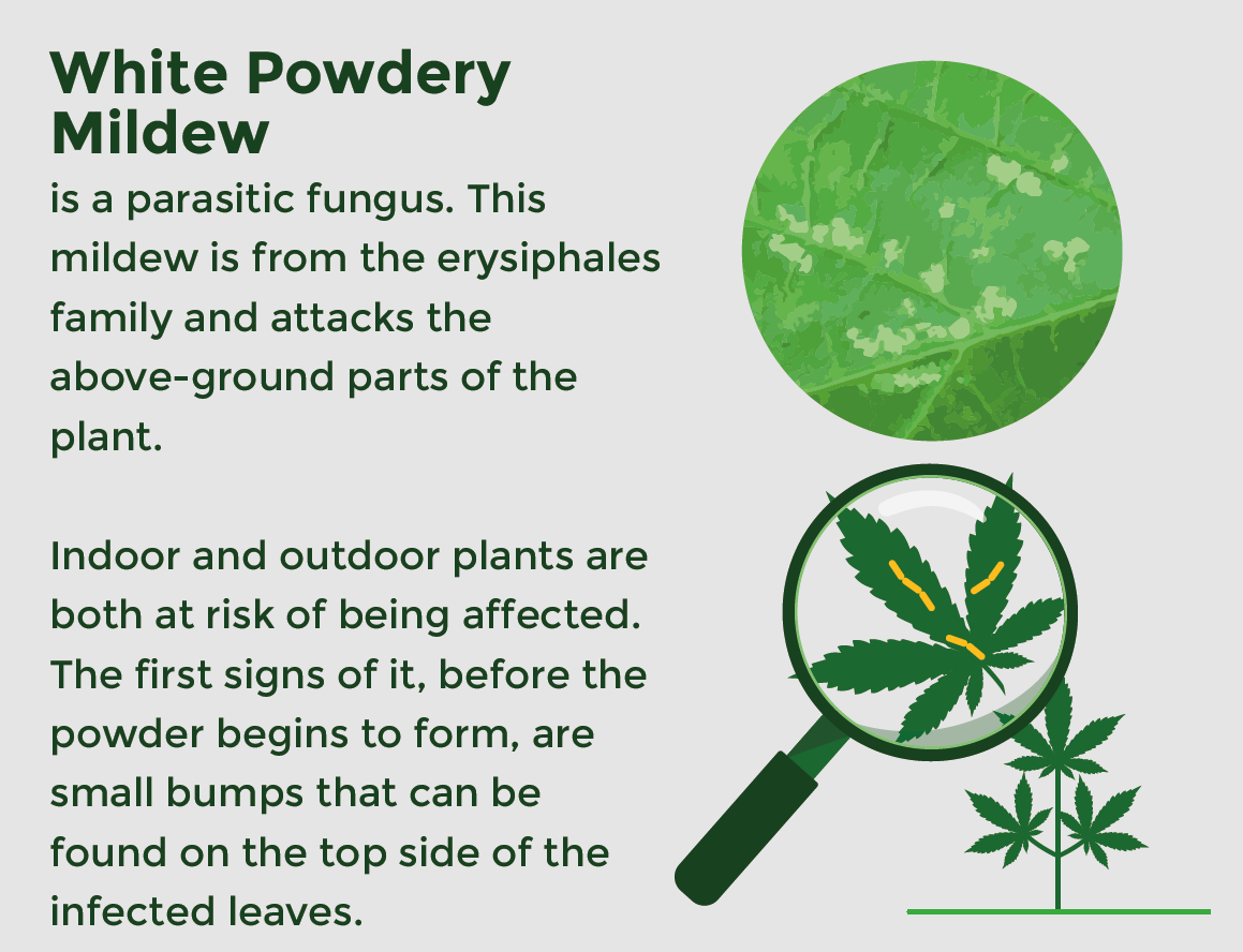 White Powdery Mildew