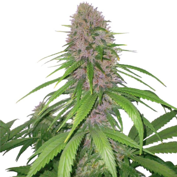 Purple Power XTRM Regular Seeds
