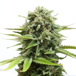 AMS XTRM ® Feminized Seeds - Take You to Happy Places