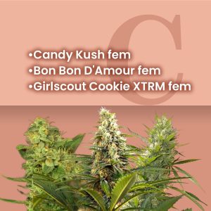 Candy Shop Feminized Combo
