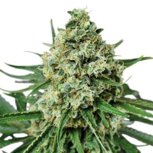 AMS Supreme Feminized Marijuana Seeds