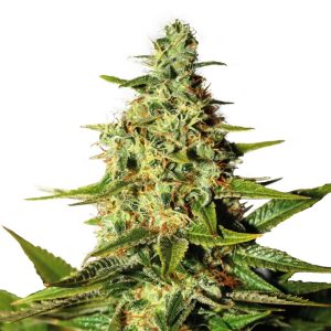 Night Nurse Feminized Seeds - A Good Night’s Rest